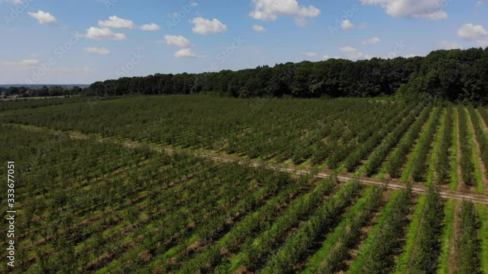 Landscape of young green apple orchard. Themes of agro-industrial business and horticulture. Aerial drone 4k, pull back