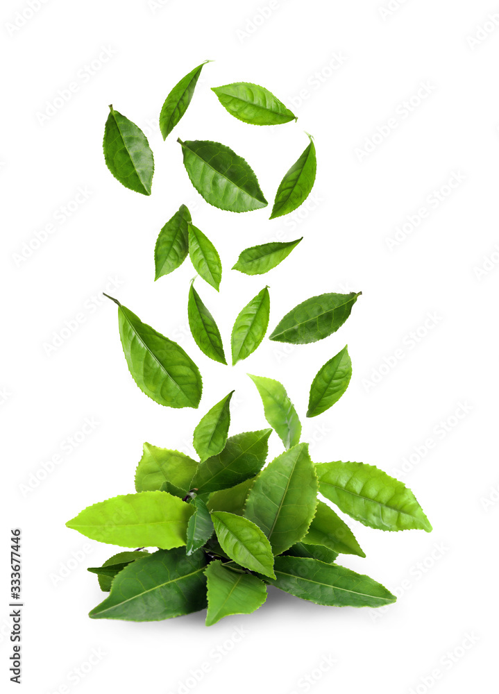 Fresh green tea leaves falling on white background Stock Photo | Adobe ...
