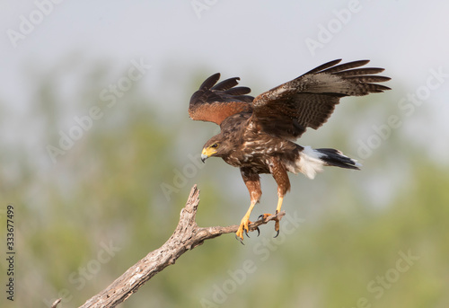 Harris Hawk in Rio Grande Valley area of Texas