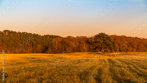 Spring landscape with forest  trees and sunset sky