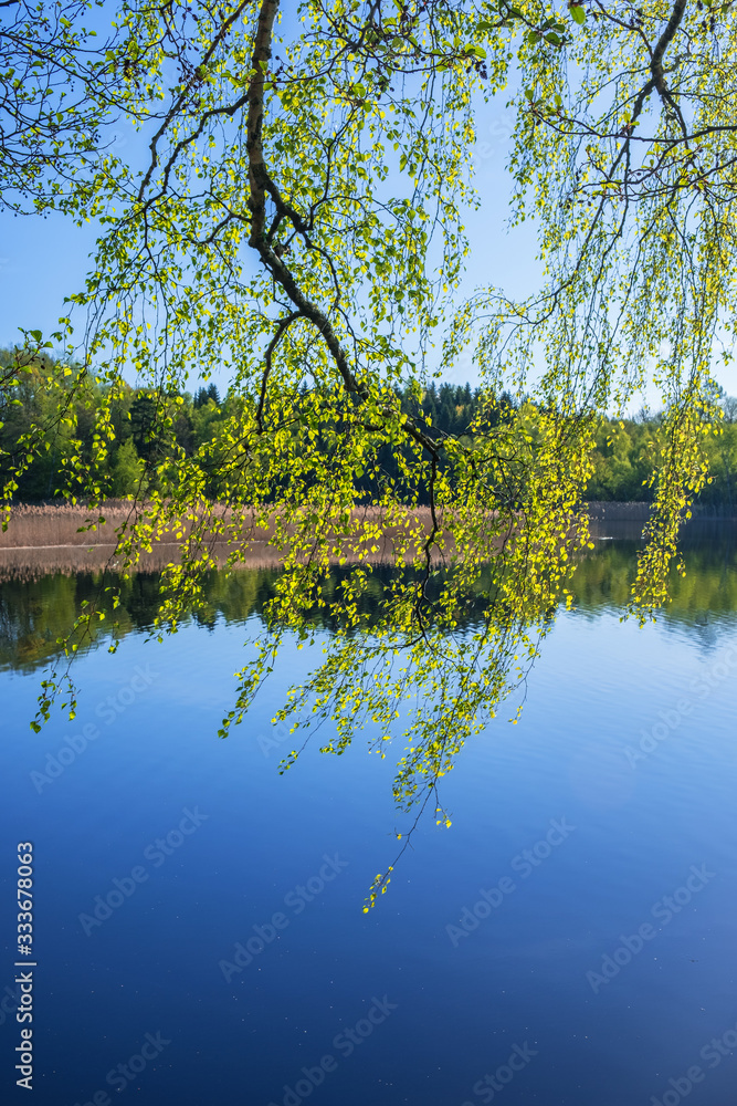 Fototapeta premium Beautiful view to the lake with hanging birch branches