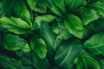 abstract green leaf texture, nature background, tropical leaf