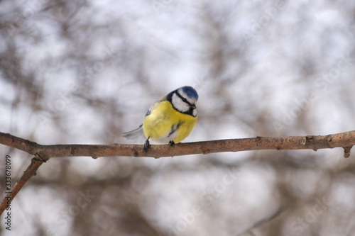 Tit blue tit sitting in the spring on a branch in sunny weather against a bokeh background