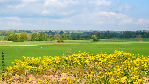 Flowering dandelions in a rural landscape view