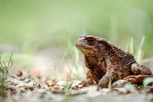 Close-up of a toad sitting on the ground