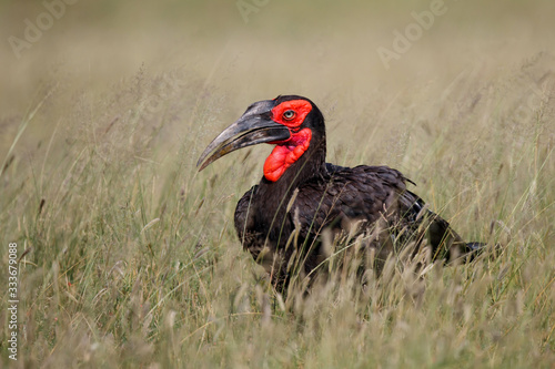 Southern Ground Hornbill walking in the grass in Kruger National Park in South Africa