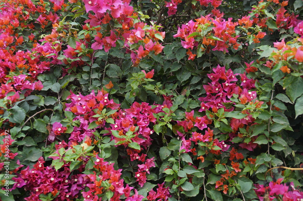 Bougainvillea flower in the garden makes beautiful scenery