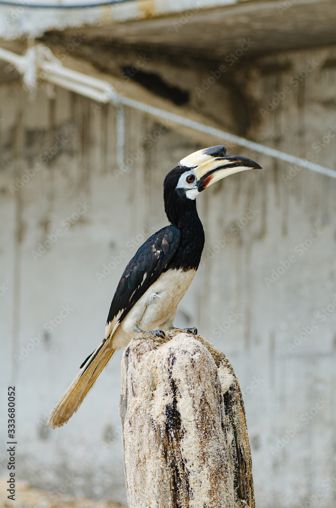 Fototapeta premium Oriental hornbill (Anthracoceros albirostris) freely live in nature is one of an attraction at Pangkor Island, Malaysia