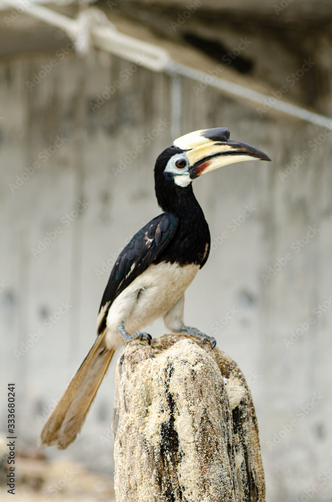 Fototapeta premium Oriental hornbill (Anthracoceros albirostris) freely live in nature is one of an attraction at Pangkor Island, Malaysia