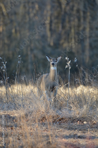Deer standing at forest edge