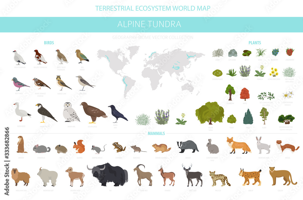 Apine tundra biome, natural region infographic. Terrestrial ecosystem