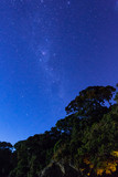 ニュージーランド　オークランド地方のリーの海岸で見える星空