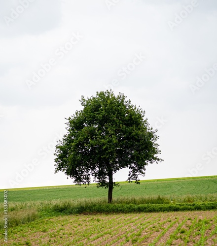 tree in the field