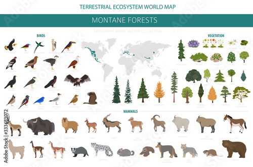 Montane forest biome, natural region infographic. Terrestrial ecosystem world map. Animals, birds and vegetations ecosystem design set © a7880ss