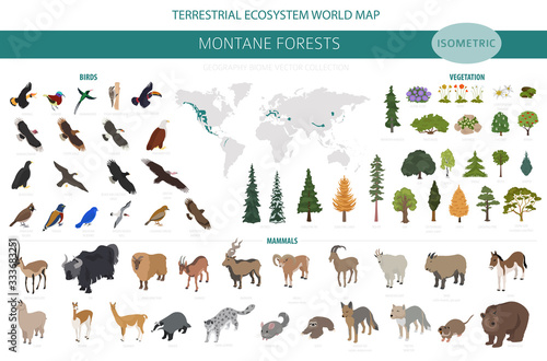 Montane forest biome, natural region infographic. Isometric version. Terrestrial ecosystem world map. Animals, birds and vegetations ecosystem design set