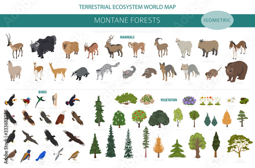 Montane forest biome, natural region infographic. Isometric version. Terrestrial ecosystem world map. Animals, birds and vegetations ecosystem design set © a7880ss