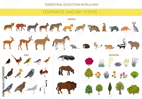 Temperate and dry steppe biome, natural region infographic. Prarie, steppe, grassland, pampas. Terrestrial ecosystem world map. Animals, birds and vegetations ecosystem design set