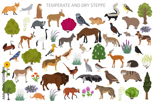 Temperate and dry steppe biome, natural region infographic. Prarie, steppe, grassland, pampas. Terrestrial ecosystem world map. Animals, birds and vegetations ecosystem design set