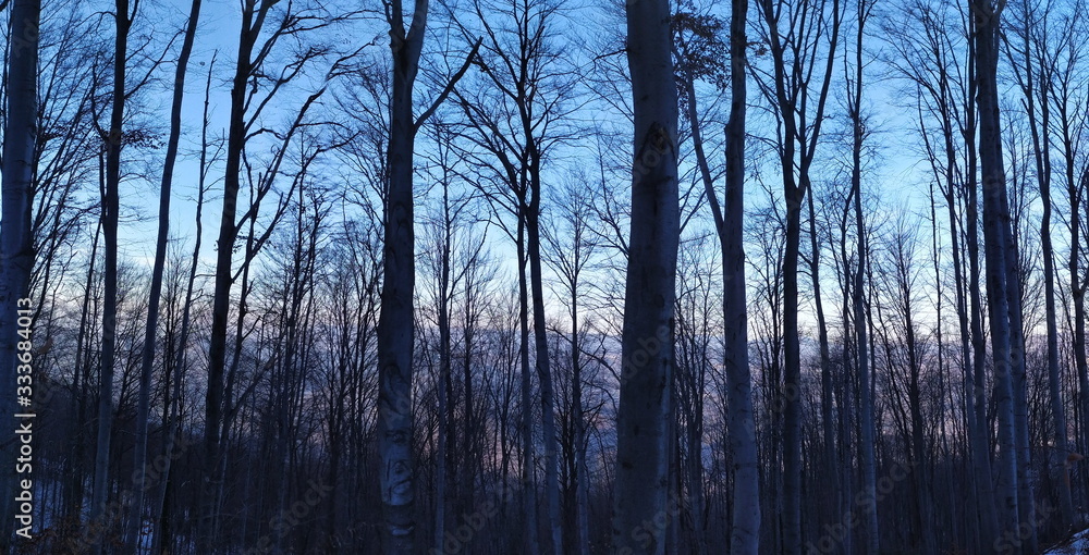 Panorama of trees in the forest in winter when the trees are free of leaves. Panorama of trees in the forest in winter when the trees are free of leaves.