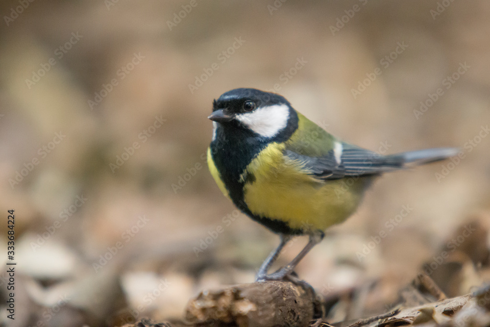 Great tit perched on a log in the forest. Great tit perched on a log in the forest.