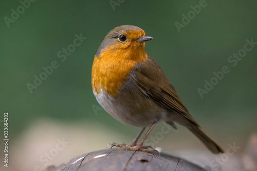Robin perched on a log in the woods.