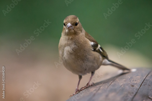 Chaffinch perched on a log in the forest.