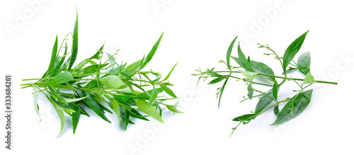 Andrographis paniculata on a white background