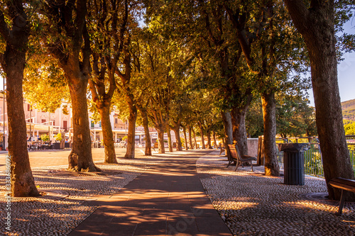 Obraz na płótnie The shaded avenue of trees at Conero Terrace in golden summer sunlight, Sirolo, Ancona, Italy w salonie