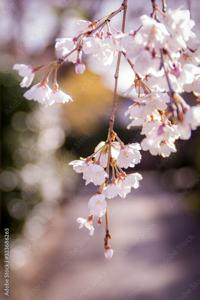 Obraz premium 枝垂桜の花