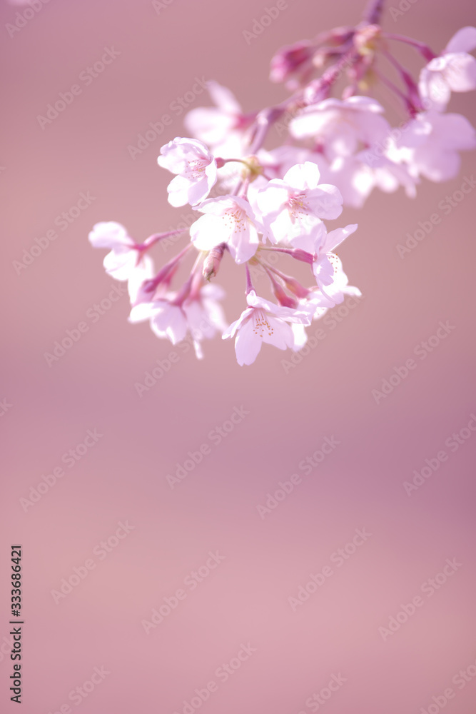 背景をぼかしたソメイヨシノの花