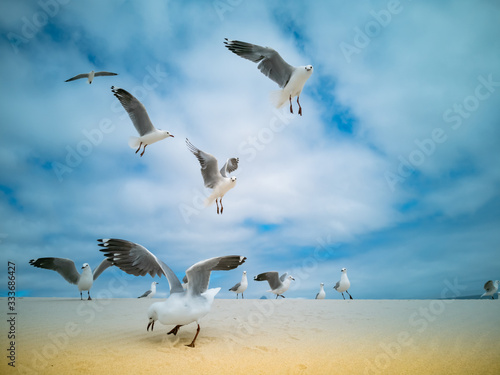 Seagulls flying over beach Africa Cape Town Table Mountain in background