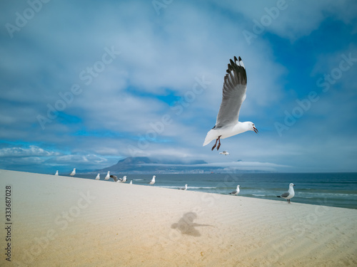 Seagulls flying over beach Africa Cape Town Table Mountain in background