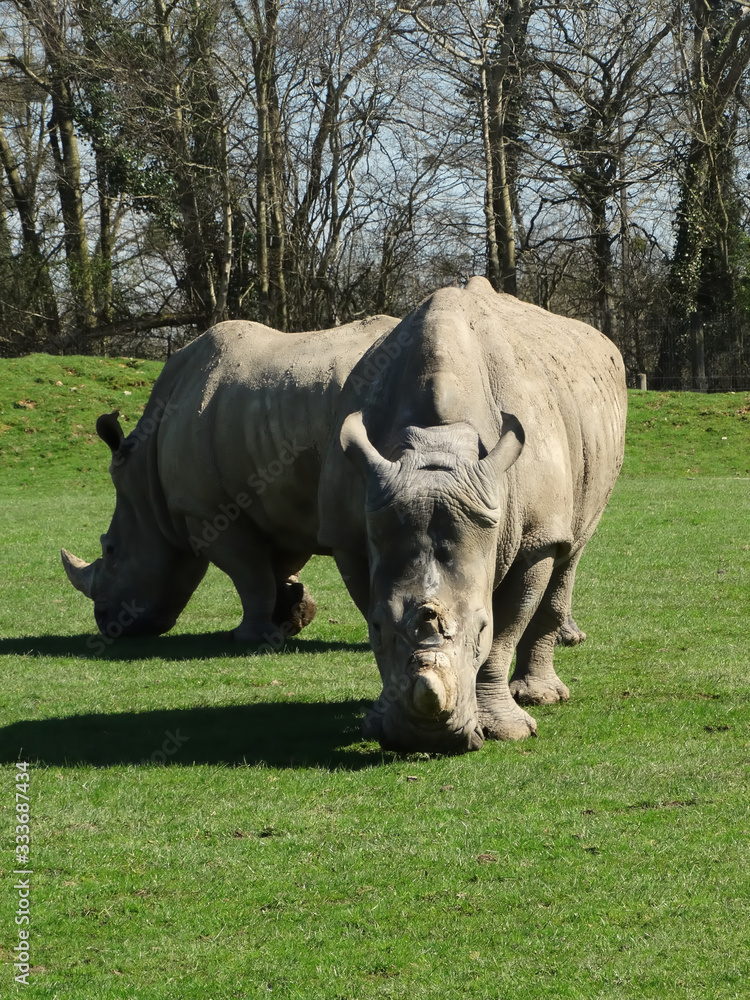 Obraz premium Rhinocéros en plaine