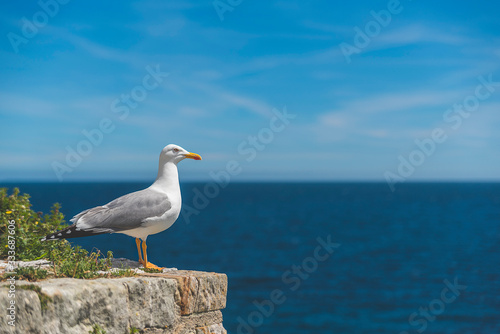 seagull