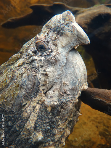 tortue alligator vue de profil
