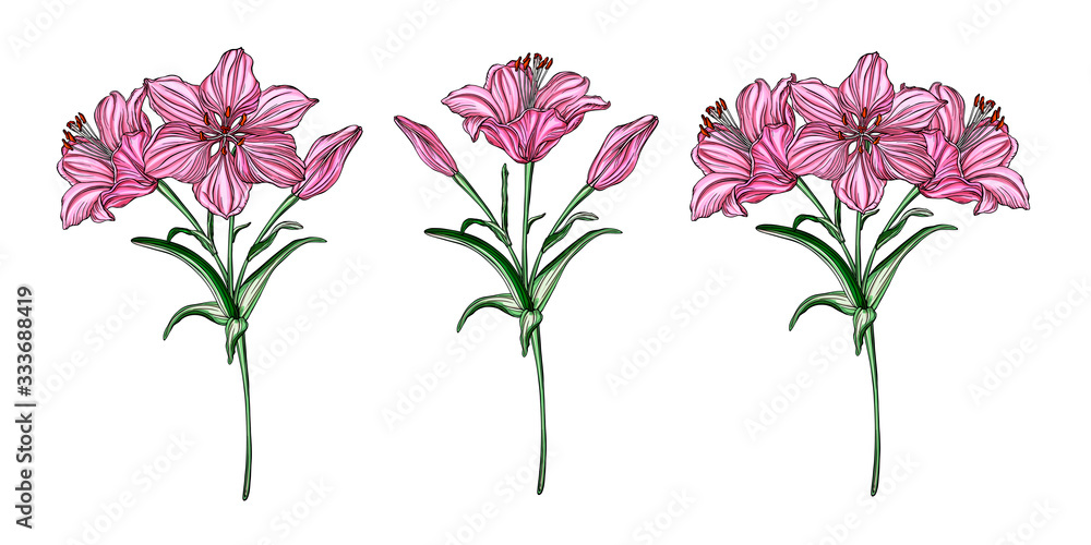 Vector flower arrangements with Lily flowers.