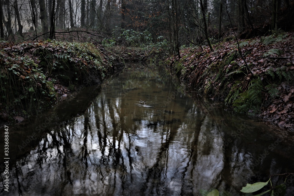 River in the Forest