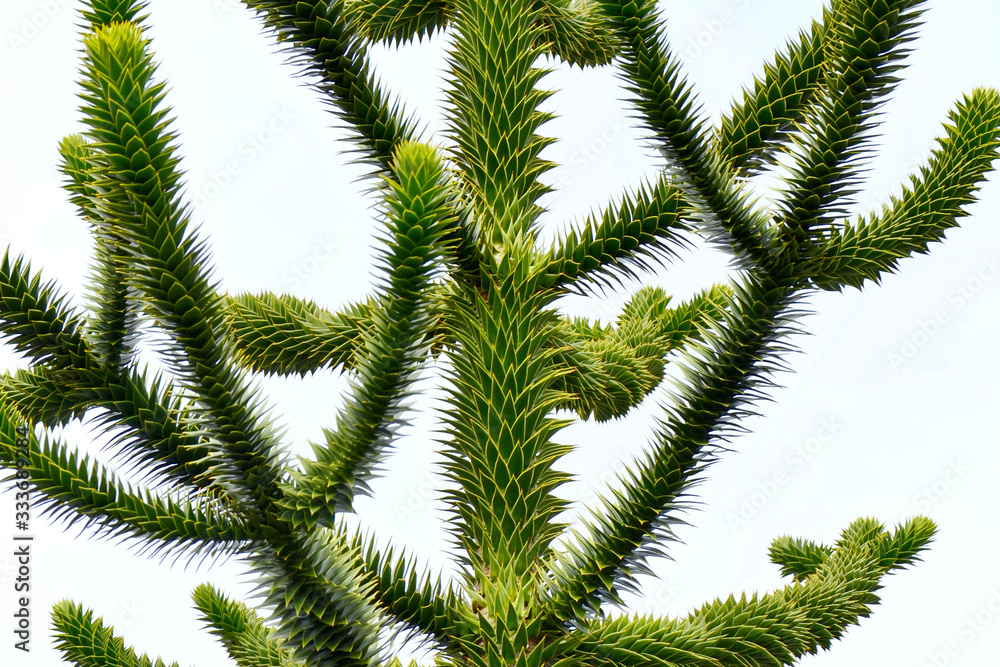 Close up of monkey puzzle tree  (Araucaria araucana or Chilean pine) on a light background. A decorative tree that looks like coniferous and like a cactus
