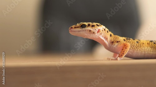 Leopard gecko walks around and licks table, close up. Profile view of yellow and brown spotted leopard gecko. Copy space