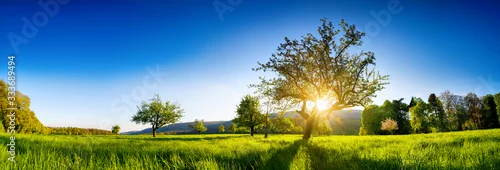 Panel kuchenny z motywem The sun shining through a tree on a green meadow, a panoramic vibrant rural landscape with clear blue sky before sunset