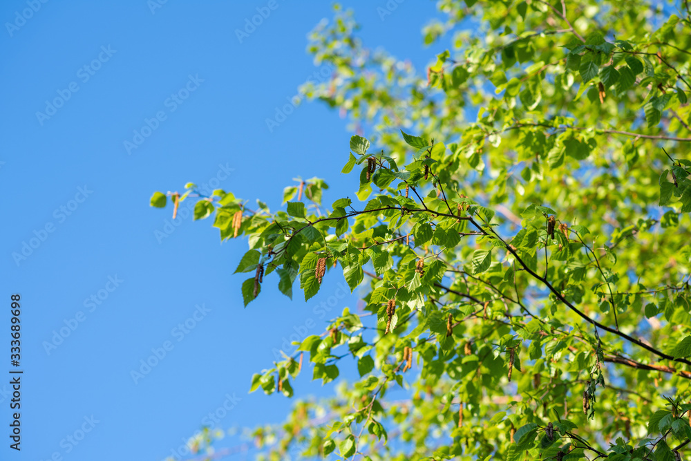 Beautiful spring scene with low angle view of beautiful birch tree in bloom during spring March month with fresh leaves and buds