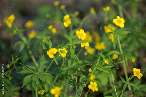 First flowers in springtime: Eranthis hyemalis. Eranthis hyemalis is a plant found in Europe, which belongs to the family Ranunculaceae. Motion blur image. © IvSky