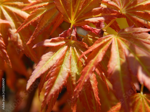 Macro close-up photograph of Japanese Maple Leaves in Spring (Acer palmatum var. orange dream), with shallow depth of field
