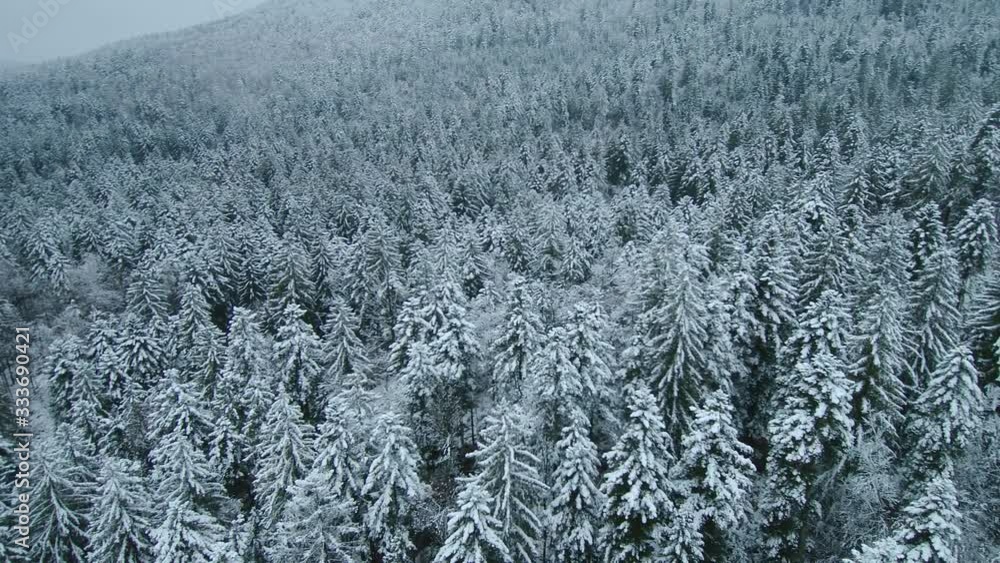 Snowy country - frozen forest after snow storm in winter Snowy country - frozen forest after snow storm in winter