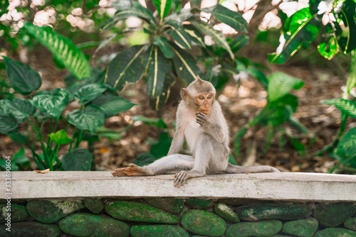 A small monkey sits thoughtfully on a rock in the jungle and eats something. Monkeys in their natural habitat. Monkey forest in Ubud.