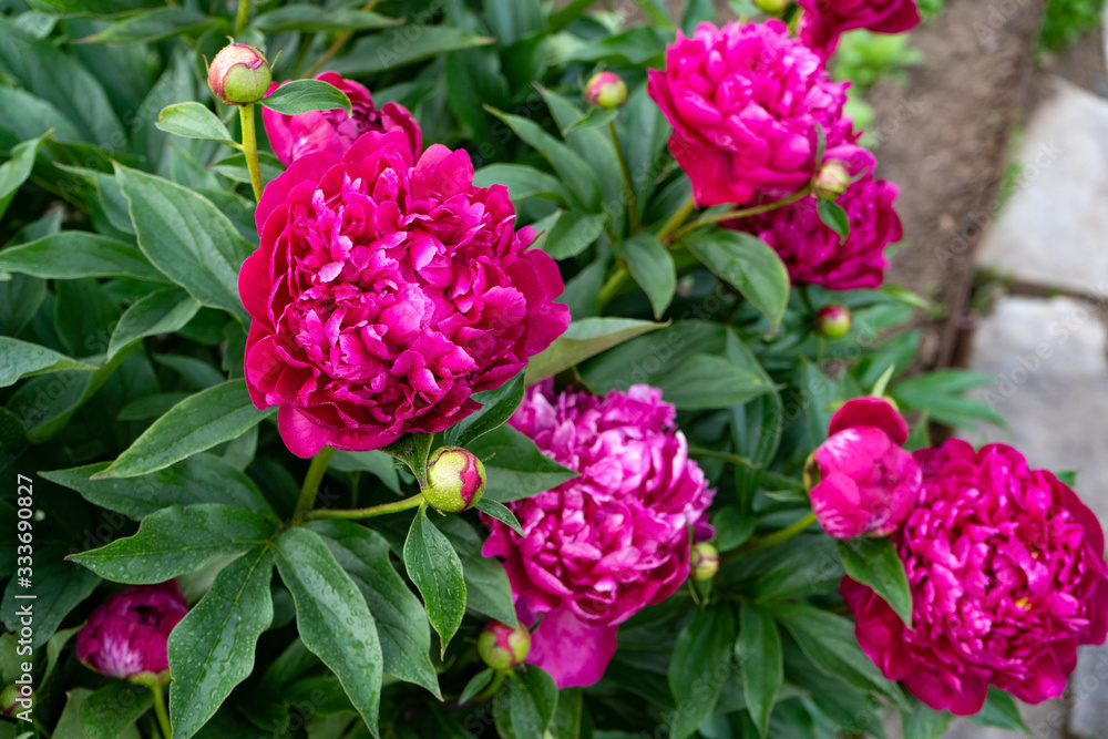 Fototapeta premium Red peony flower on a background of green leaves in the garden