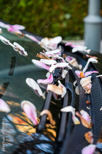 Multiple magnolia petals on the windshield on a car in parking lot - spring is in the air,