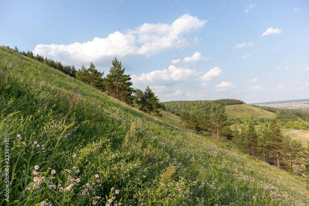 Wild flowers in a green field
