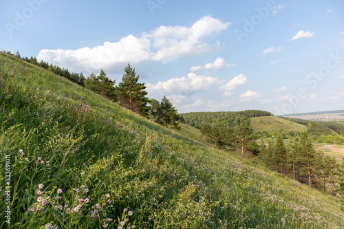 Obraz na płótnie Wild flowers in a green field w salonie