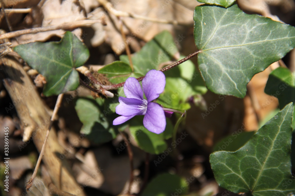Purple wild flower vinca in the forest Purple wild flower vinca in the forest